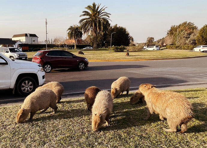World’s largest rodent invades housing community in Buenos Aires wetlands